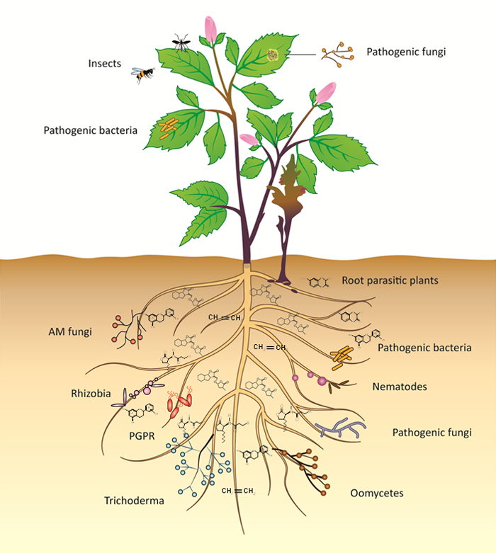 Plant-interactions