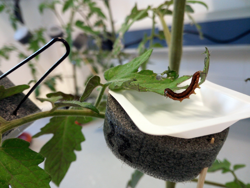 Tomate-Spodoptera