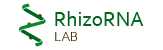 RhizoRNA Lab